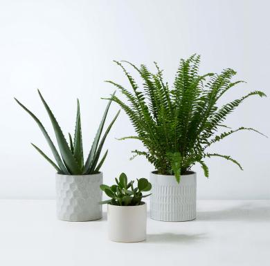 Bathroom Green Plant Decoration: Improve Air Quality and Natural Beauty